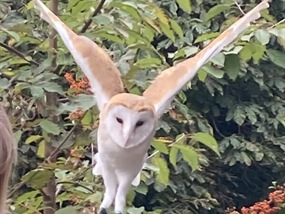 Customer Photo of Birds of Prey Staffordshire